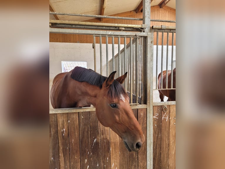 Zangersheide Castrone 8 Anni 170 cm Baio in speyer