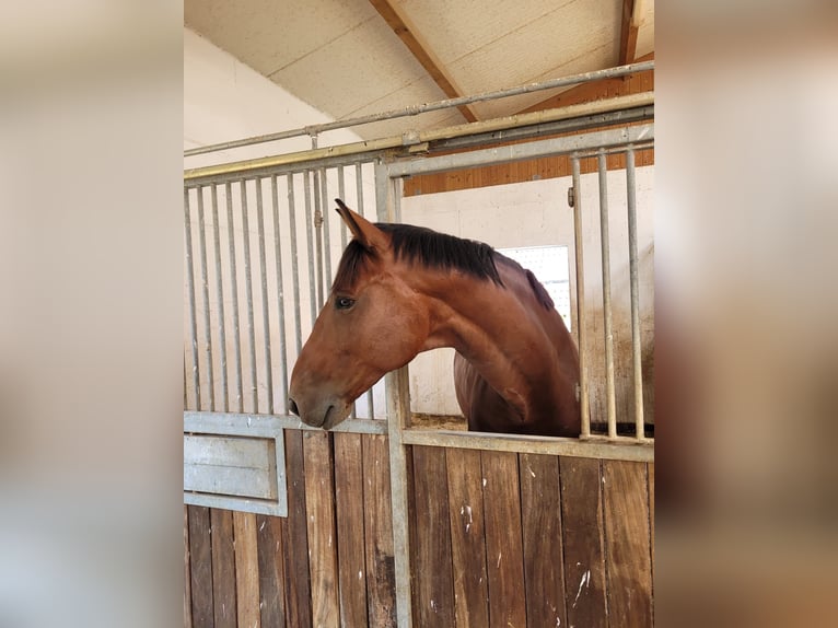 Zangersheide Castrone 8 Anni 170 cm Baio in speyer