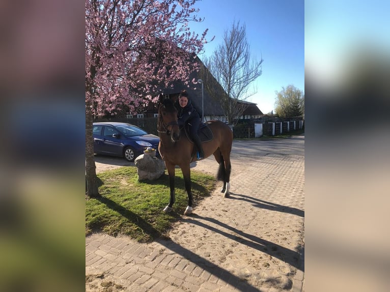 Zangersheide Castrone 8 Anni 170 cm Baio in Wartenberg