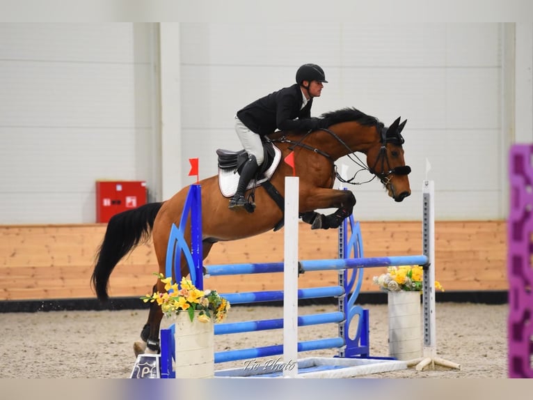 Zangersheide Castrone 8 Anni 170 cm Baio ciliegia in Békéscsaba
