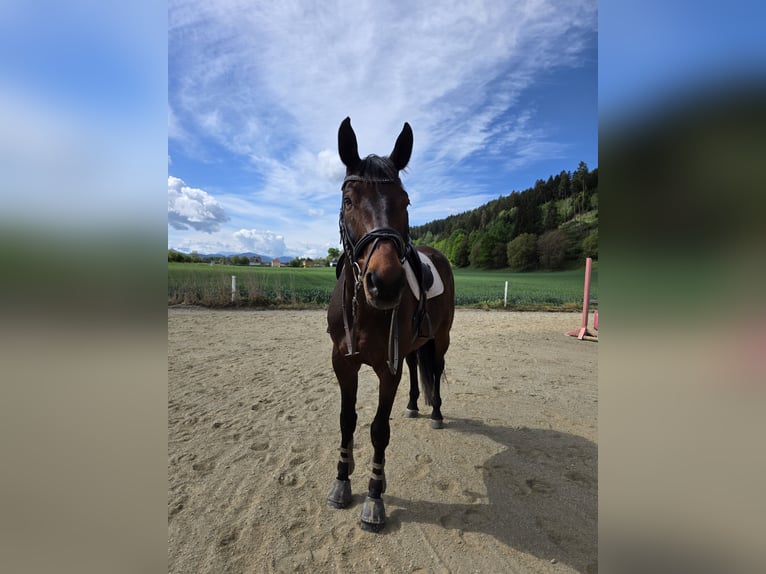 Zangersheide Castrone 8 Anni 170 cm Baio scuro in St. Veit an der Glan