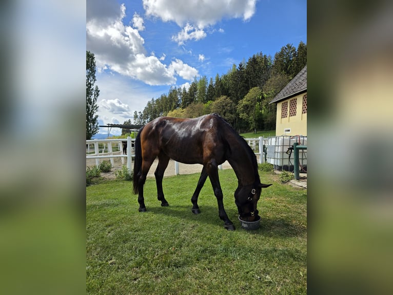 Zangersheide Castrone 8 Anni 170 cm Baio scuro in St. Veit an der Glan