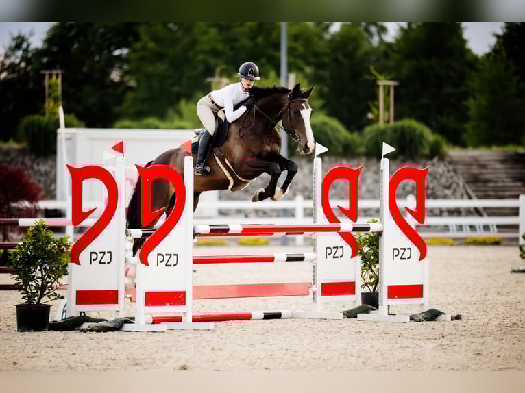 Zangersheide Castrone 8 Anni 170 cm Baio scuro in Pyrzowice