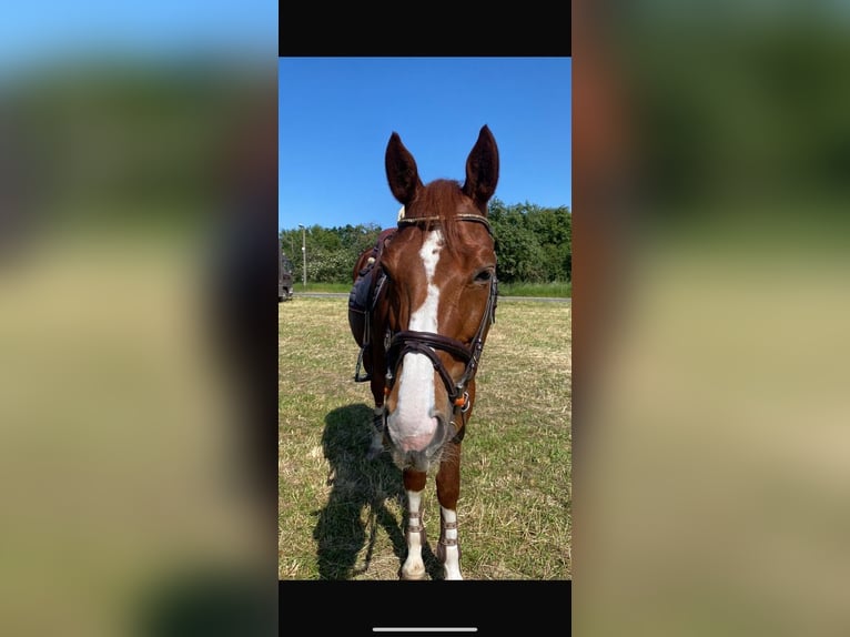 Zangersheide Castrone 8 Anni 170 cm Sauro in Ahrensbök