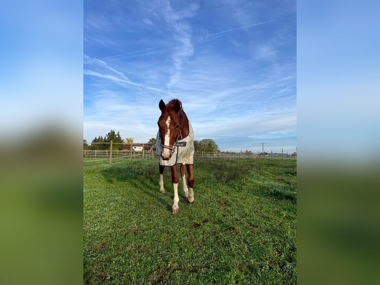 Zangersheide Castrone 8 Anni 170 cm Sauro in Ahrensbök