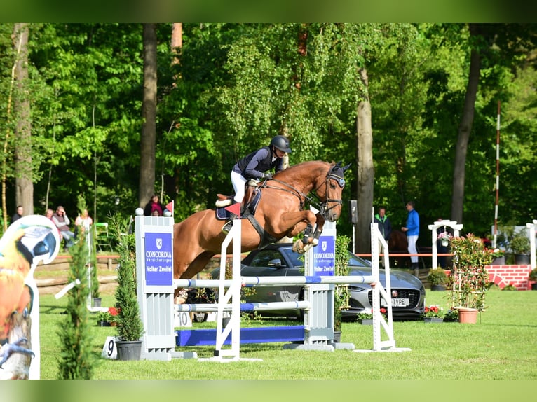 Zangersheide Castrone 8 Anni 170 cm Sauro in Philippsburg