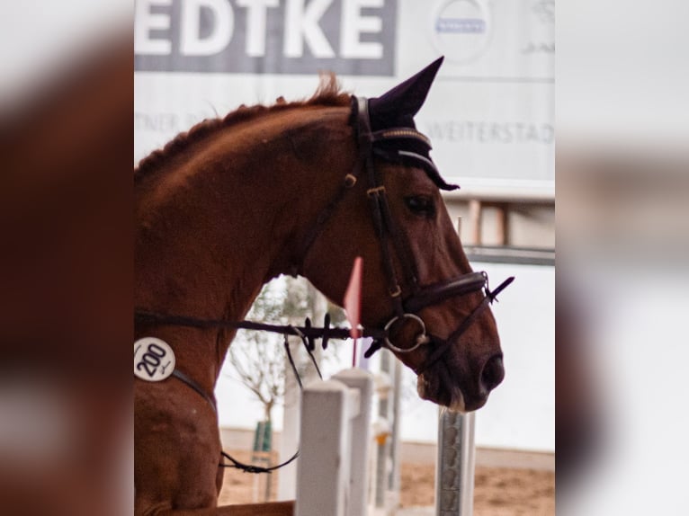 Zangersheide Castrone 8 Anni 170 cm Sauro in Philippsburg