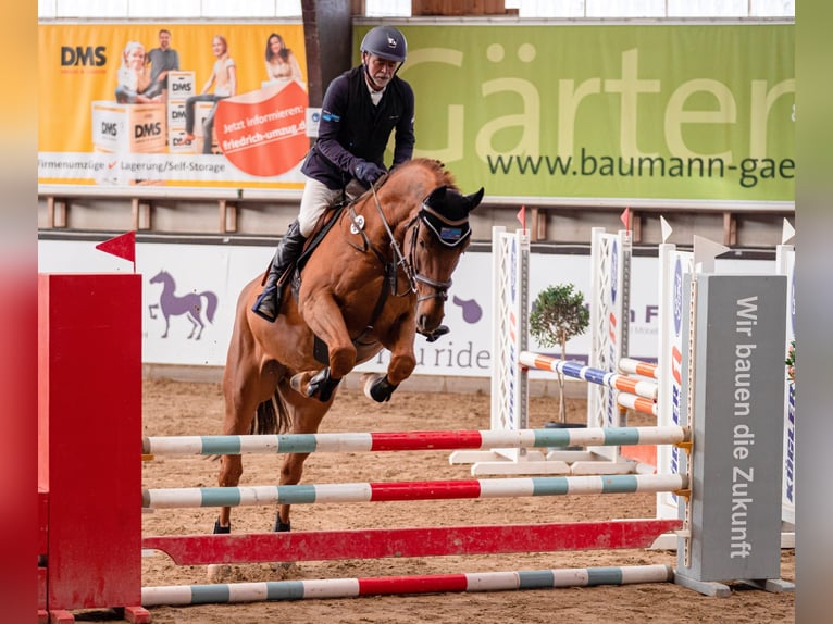 Zangersheide Castrone 8 Anni 170 cm Sauro in Philippsburg