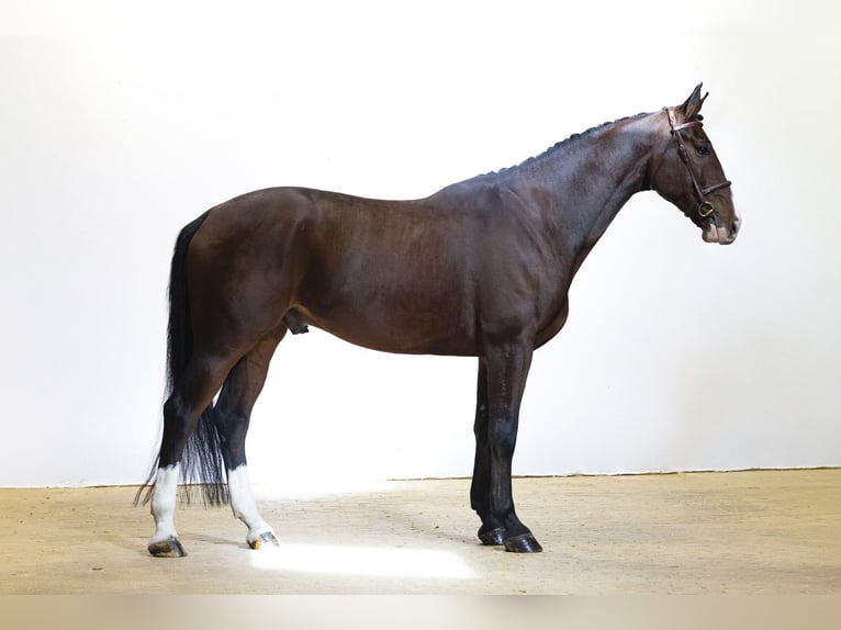 Zangersheide Castrone 8 Anni 171 cm Baio ciliegia in Waddinxveen