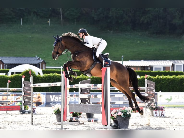 Zangersheide Castrone 8 Anni 172 cm Baio in Campton