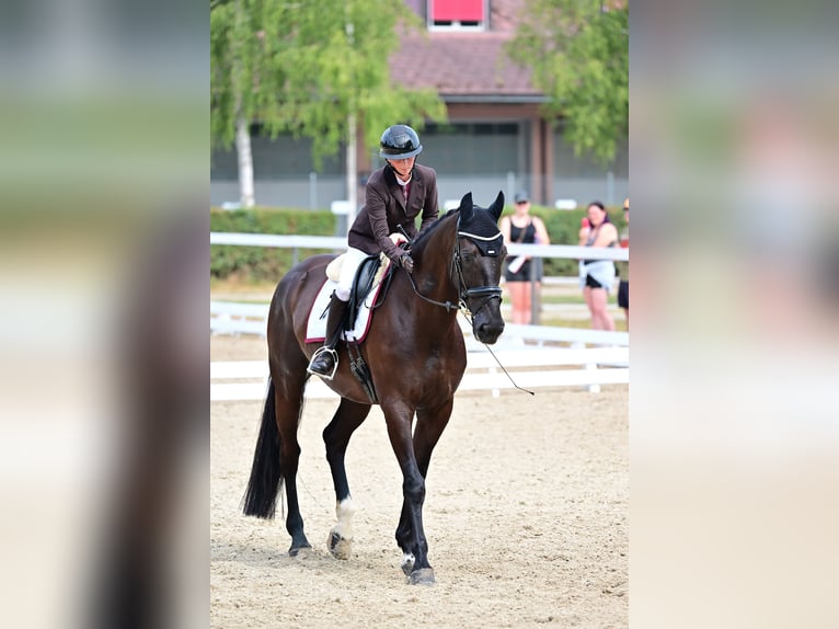 Zangersheide Castrone 8 Anni 172 cm Baio nero in Aeschlen b. Oberdiessbach