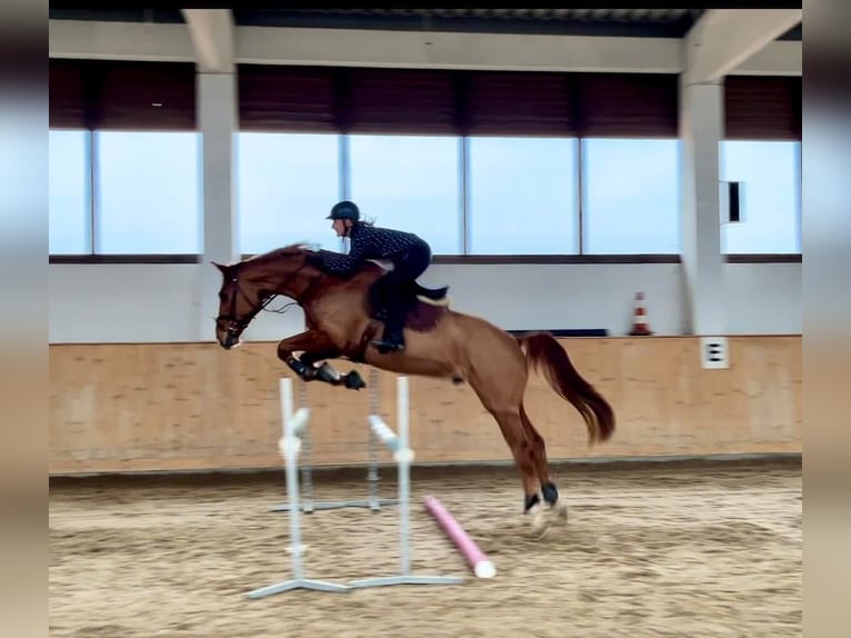 Zangersheide Castrone 8 Anni 172 cm Sauro scuro in Chomutov