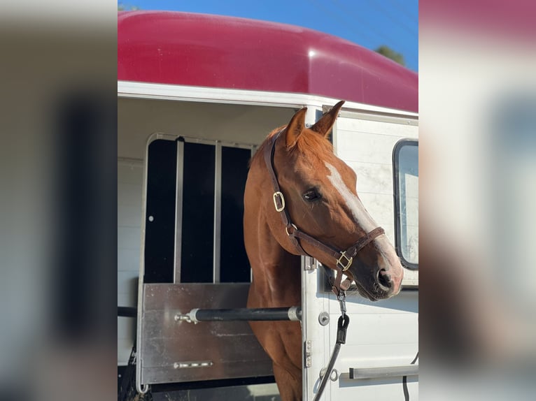 Zangersheide Castrone 8 Anni 172 cm Sauro scuro in Chomutov