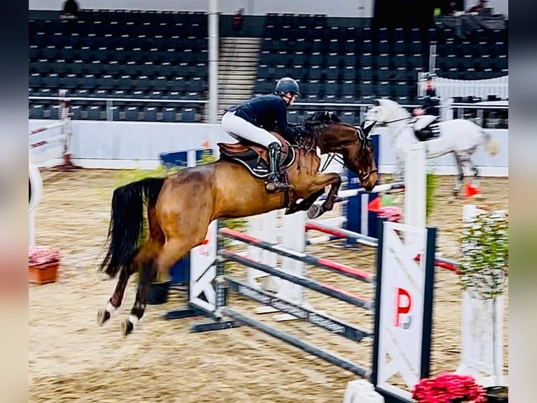 Zangersheide Castrone 8 Anni 173 cm Baio in Martfeld