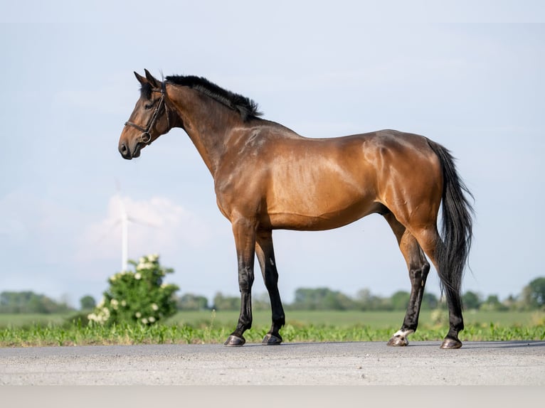 Zangersheide Castrone 8 Anni 173 cm Baio in radziejów