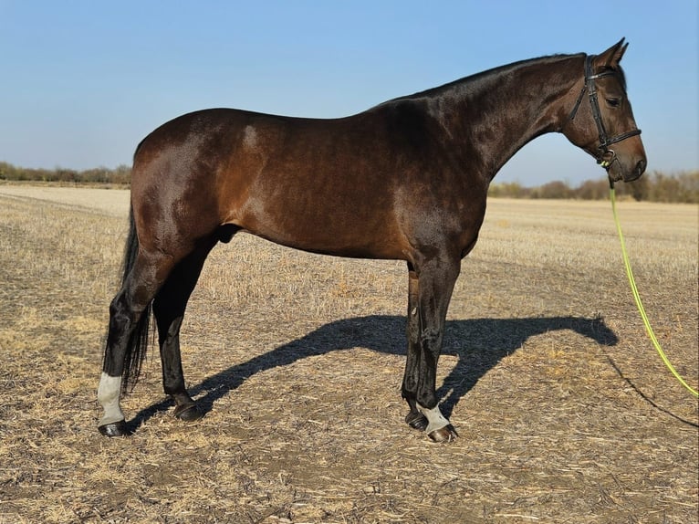 Zangersheide Castrone 8 Anni 174 cm Baio in Békés