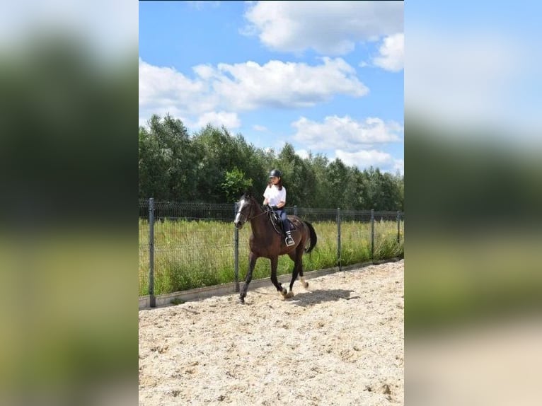Zangersheide Castrone 8 Anni 174 cm Baio scuro in Pawłów Górny