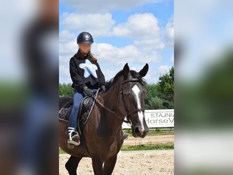 Zangersheide Castrone 8 Anni 174 cm Baio scuro in Pawłów Górny
