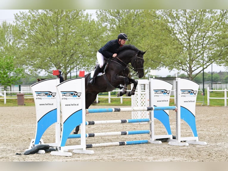 Zangersheide Castrone 8 Anni 174 cm Morello in Schattendorf
