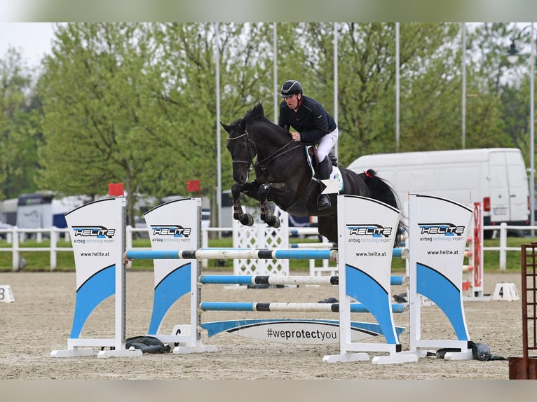 Zangersheide Castrone 8 Anni 174 cm Morello in Schattendorf