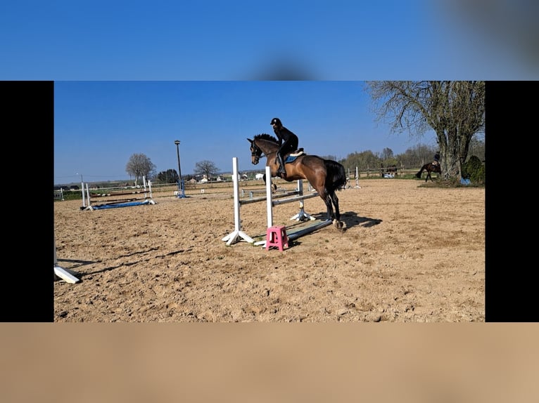 Zangersheide Castrone 8 Anni 175 cm Baio in Houthalen-Helchteren
