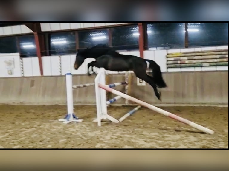 Zangersheide Castrone 8 Anni 175 cm Baio nero in Upgant-Schott