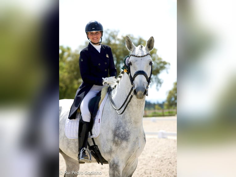 Zangersheide Castrone 8 Anni 176 cm Grigio in Savoie