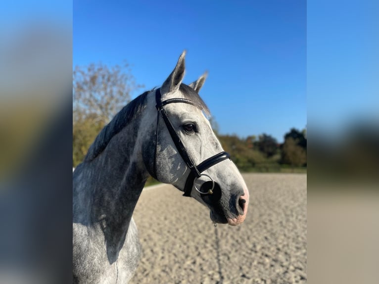 Zangersheide Castrone 8 Anni 178 cm Grigio in Bad Doberan