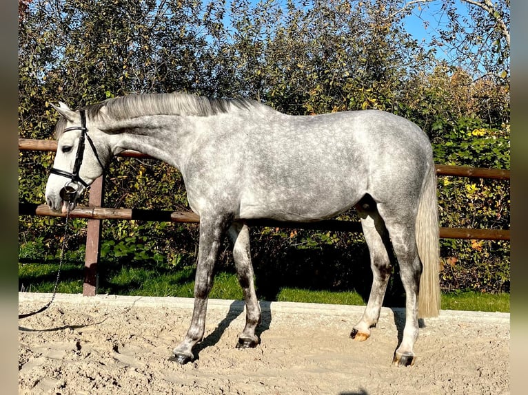 Zangersheide Castrone 8 Anni 178 cm Grigio in Bad Doberan