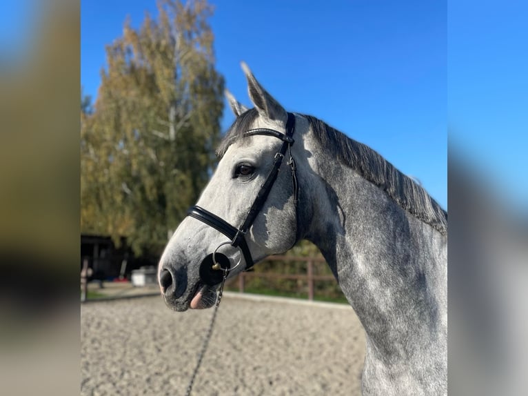 Zangersheide Castrone 8 Anni 178 cm Grigio in Bad Doberan