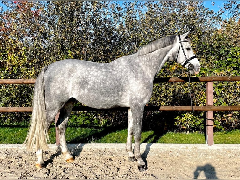 Zangersheide Castrone 8 Anni 178 cm Grigio in Bad Doberan