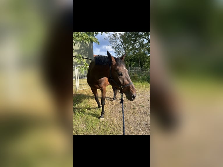 Zangersheide Castrone 8 Anni 180 cm Baio in Feucht