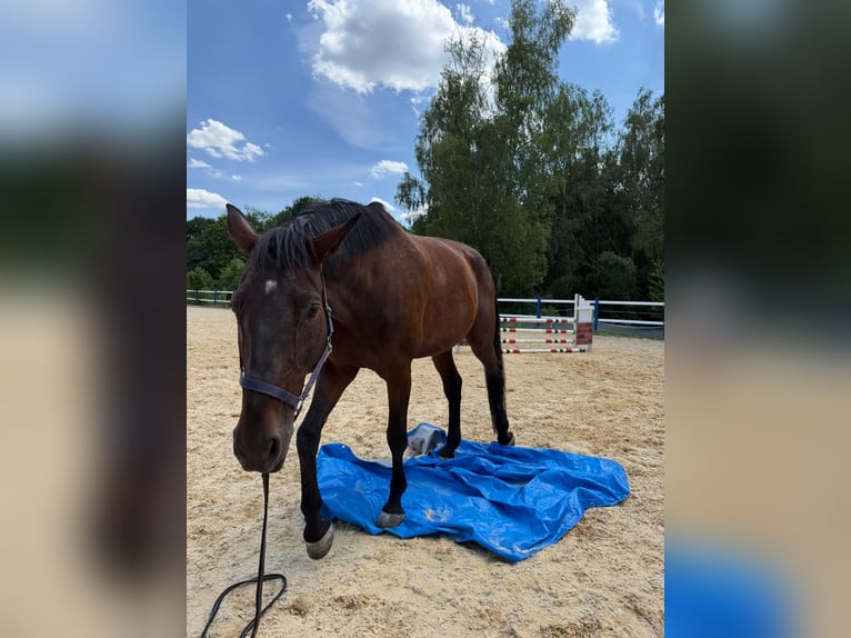 Zangersheide Castrone 8 Anni 180 cm Baio in Feucht