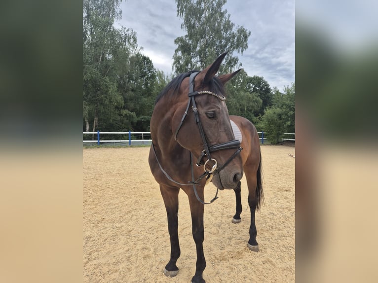Zangersheide Castrone 8 Anni 180 cm Baio in Feucht