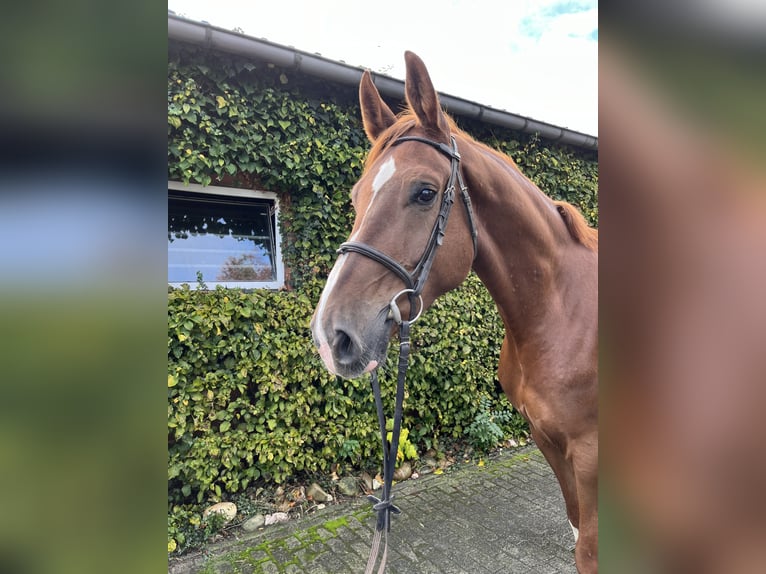 Zangersheide Castrone 8 Anni 180 cm Sauro in Bottrop