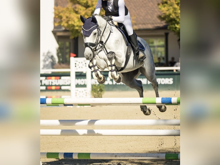 Zangersheide Castrone 8 Anni  in Murg