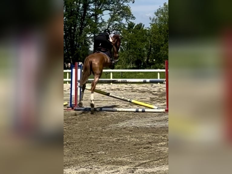 Zangersheide Castrone 8 Anni Sauro in Rodano