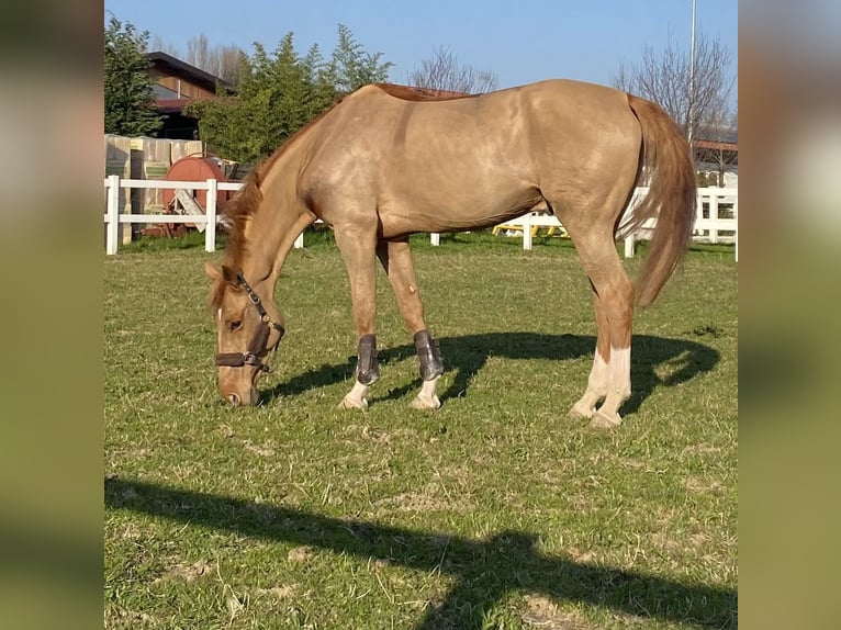 Zangersheide Castrone 8 Anni Sauro in Rodano