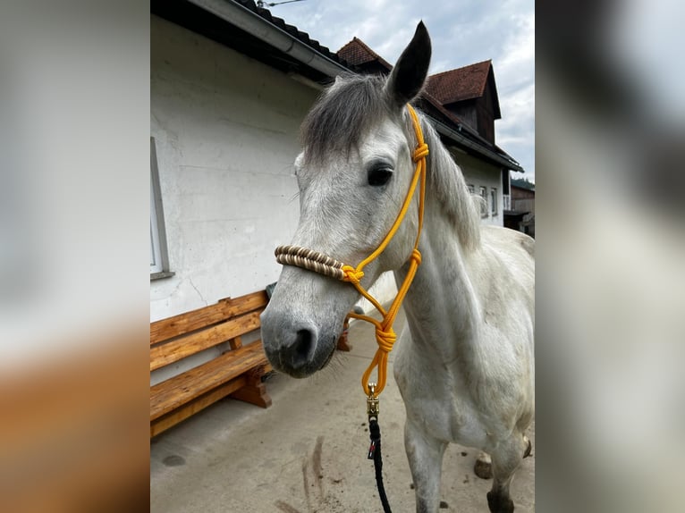 Zangersheide Castrone 9 Anni 165 cm Grigio in Wolfsberg