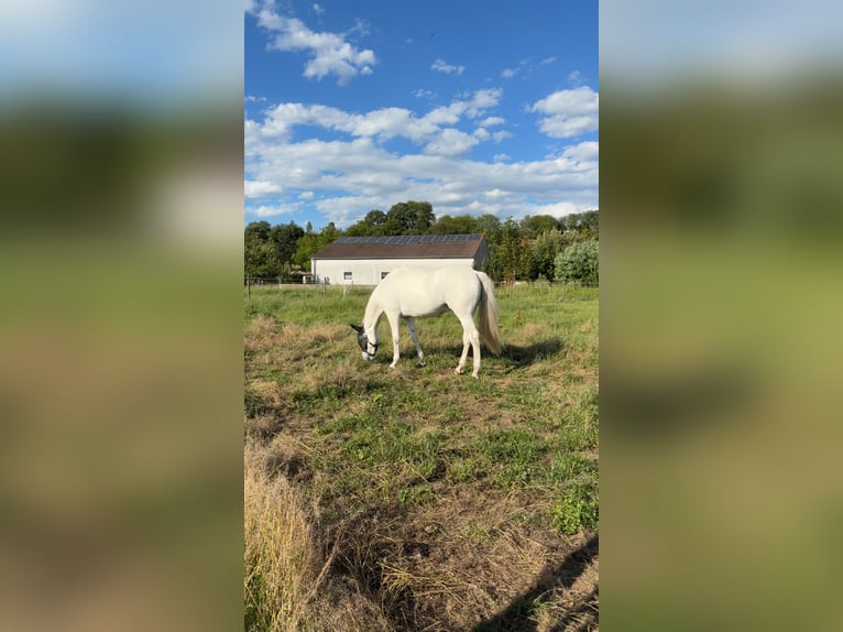 Zangersheide Castrone 9 Anni 167 cm Grigio in Stockerau