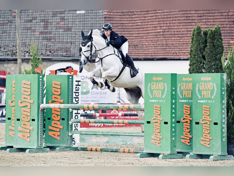 Zangersheide Castrone 9 Anni 167 cm Grigio in Stockerau