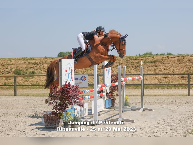 Zangersheide Castrone 9 Anni 167 cm Sauro in Mulhouse