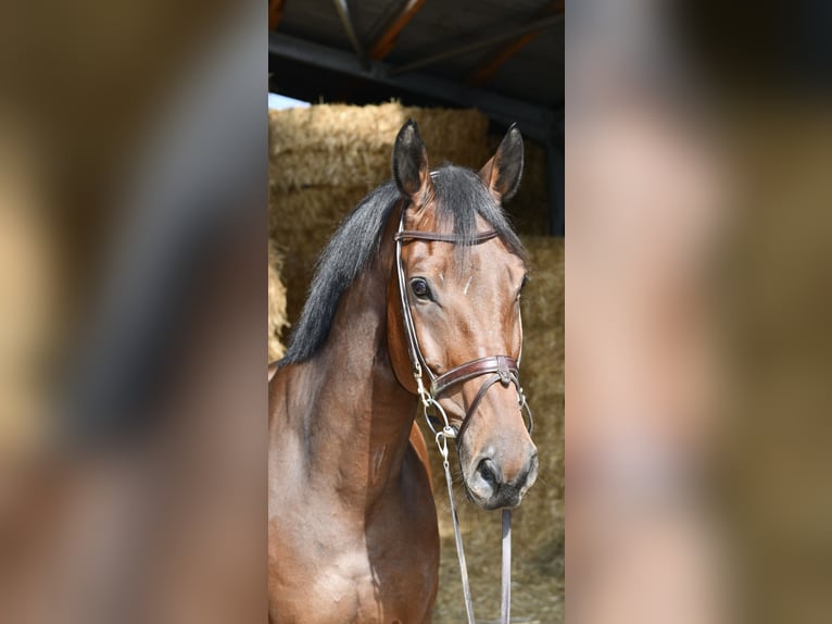 Zangersheide Castrone 9 Anni 168 cm Baio in Geilenkirchen