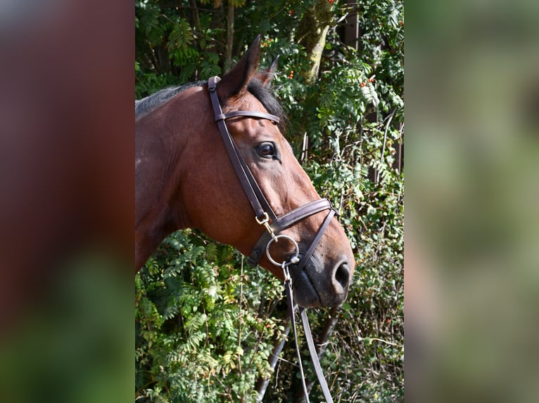 Zangersheide Castrone 9 Anni 168 cm Baio in Geilenkirchen