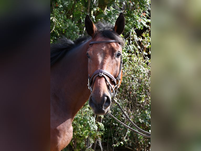 Zangersheide Castrone 9 Anni 168 cm Baio in Geilenkirchen