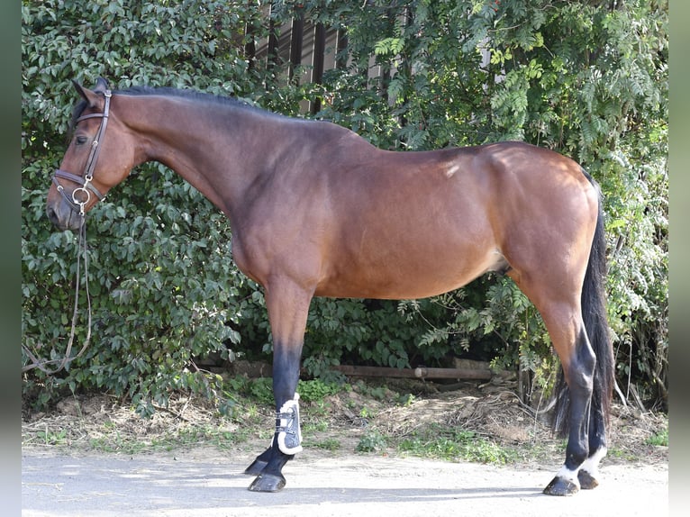Zangersheide Castrone 9 Anni 168 cm Baio in Geilenkirchen