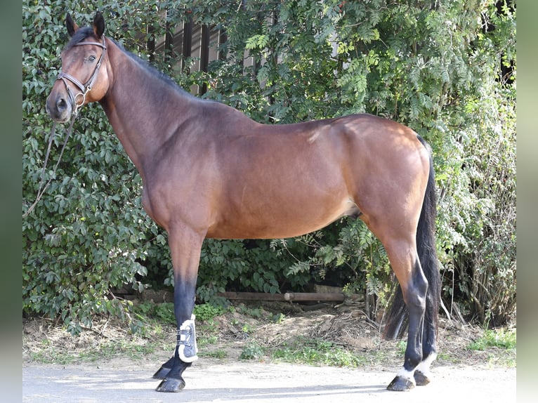 Zangersheide Castrone 9 Anni 168 cm Baio in Geilenkirchen