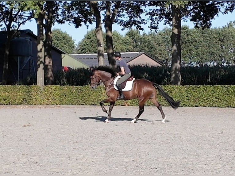 Zangersheide Castrone 9 Anni 172 cm Baio in Waddinxveen