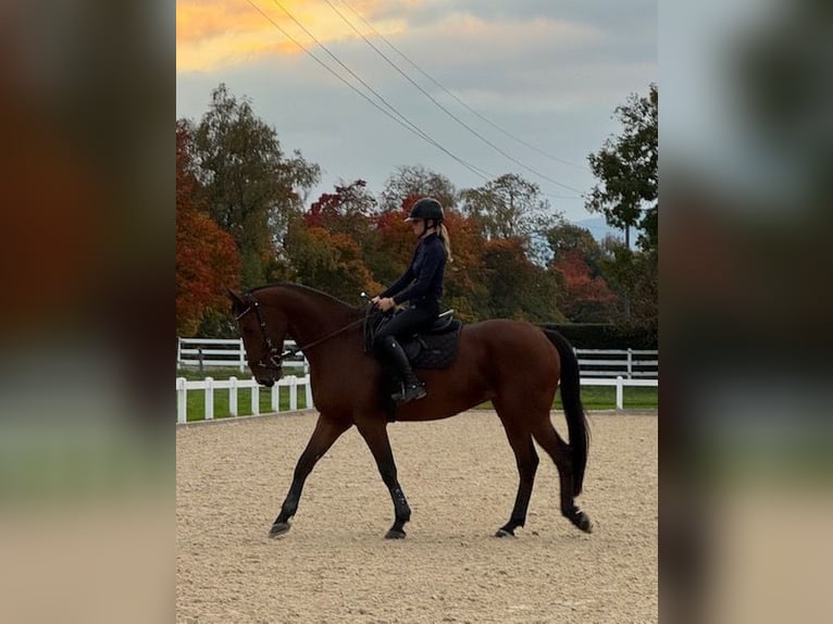 Zangersheide Castrone 9 Anni 173 cm Baio in Zülpich