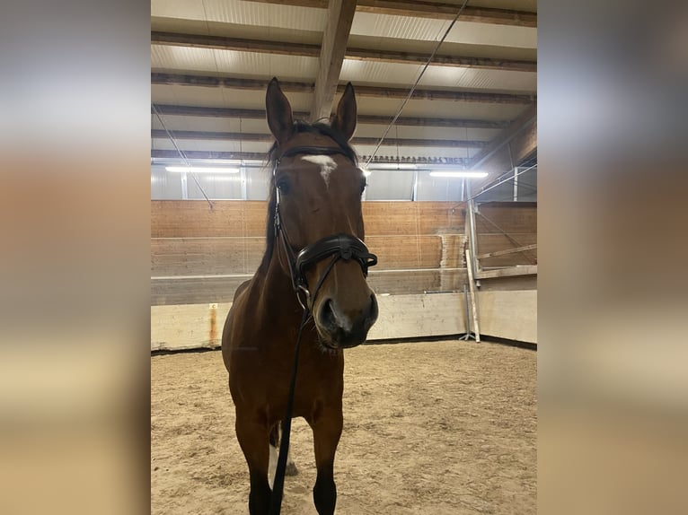 Zangersheide Castrone 9 Anni 176 cm Baio in Haßloch